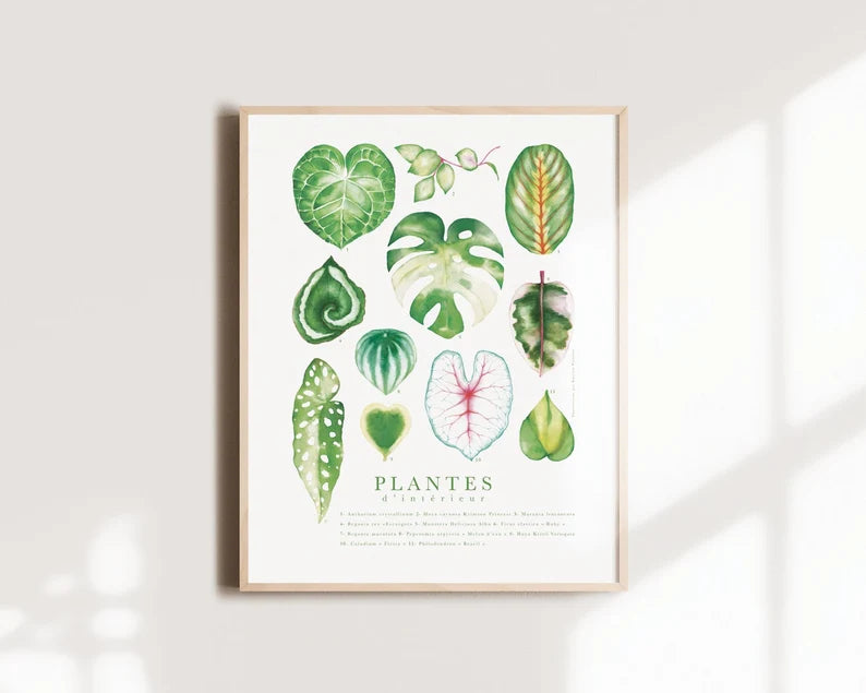 Affiche - Botanique feuilles plantes d'intérieur